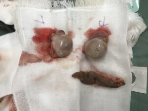 40代男性　睾丸摘出・陰嚢切除